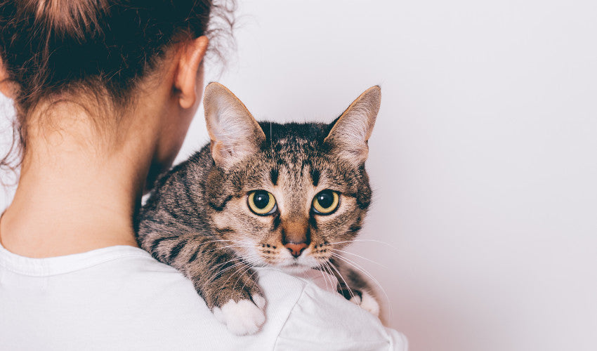 How to Hug Your Cat: Tips for a Purrfectly Comfortable Experience