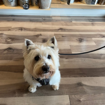 Dog sitting down inside of the store