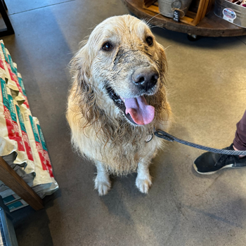 Golden retriever sitting in the store