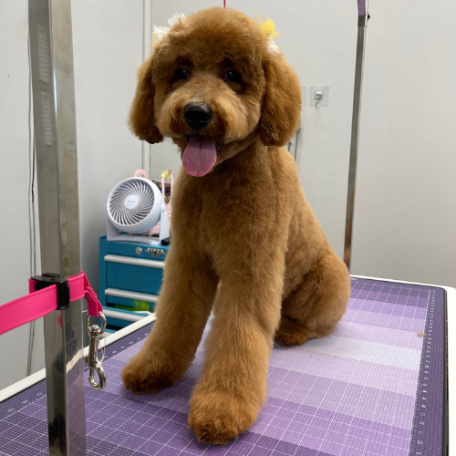 Dog in the Groom Room