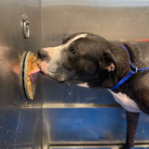 Dog licking peanut butter in a self wash