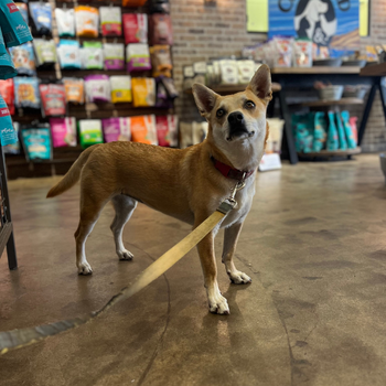 Small dog standing in the store