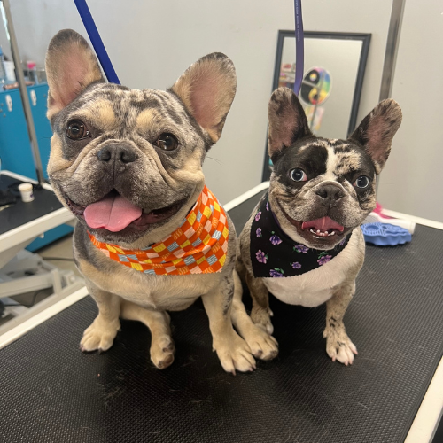 Dog in the Groom Room