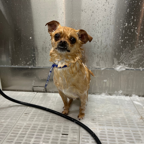 Dog in a self wash station