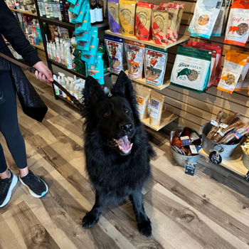 Black Shepard sitting in a store 