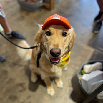 Golden retriever sitting in the store