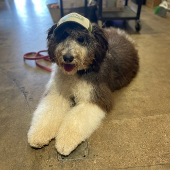 Dog laying down inside of the store