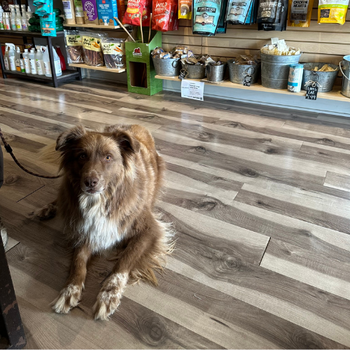 Dog laying down inside of the store