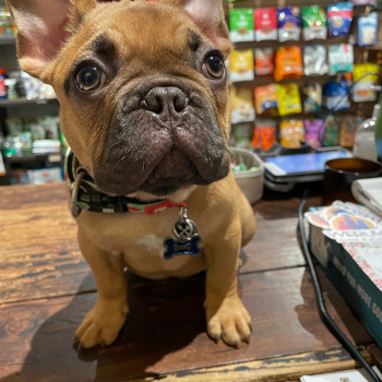 Dog sitting down inside of the store