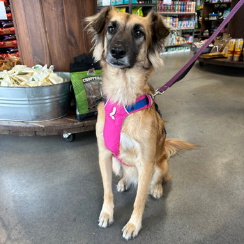 Dog sitting down inside of the store