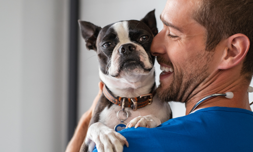 Vet holding dog