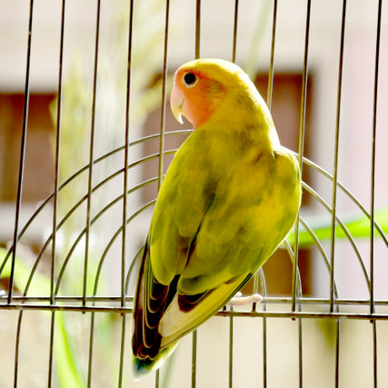 Bird Food & SuppliesBird in a cage