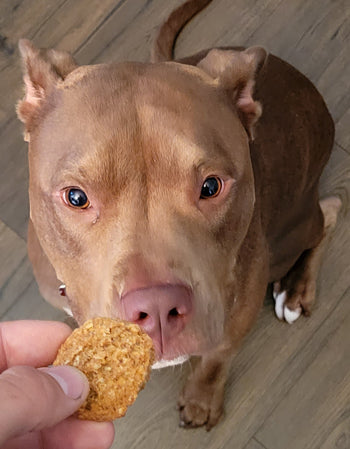 Poochie Butter Peanut Butter & Blueberry Soft Chewies Dog Treats