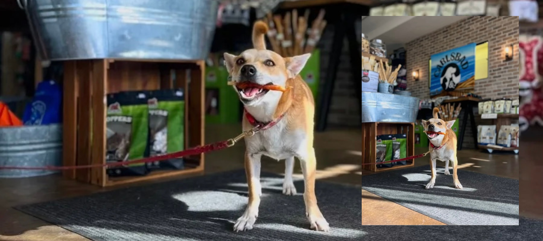 Dog playing with a toy inside of the store