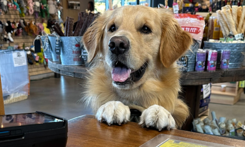 Golden Retriever on the counter of Carlsbad store