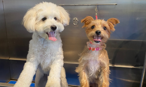 Dogs in a dog wash station