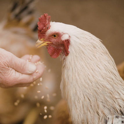 Chicken Products & feed