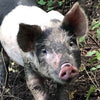 Scratch and Peck Organic Pig Grower