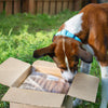 Steve's Real Food PREY Model Raw Turkey Diet for Cats and Dogs