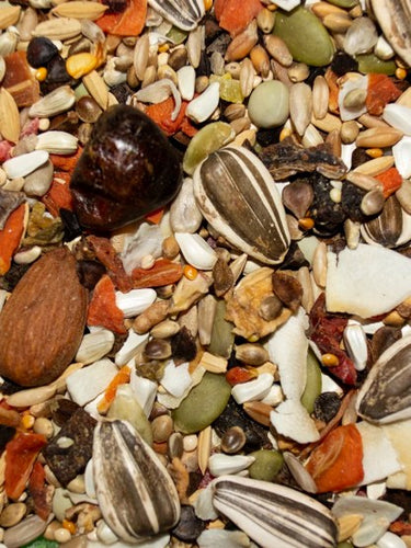 Volkman Avian Science Super Eclectus