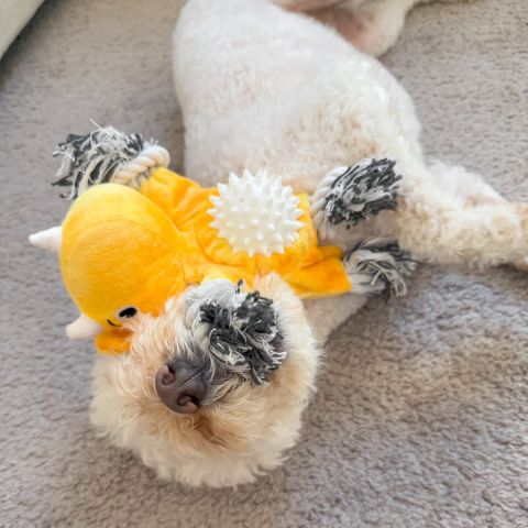 Territory Triceratops 2-in-1 Fetch Tug Dog Toy