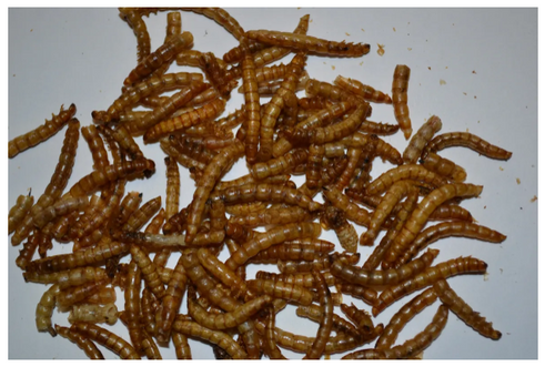 Little Farmer Products Add A Worm Chicken Treats