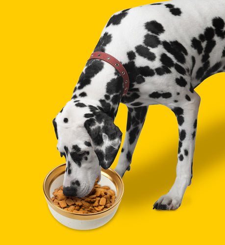 Ethical Pet Spot Malibu Dish Dog Gold