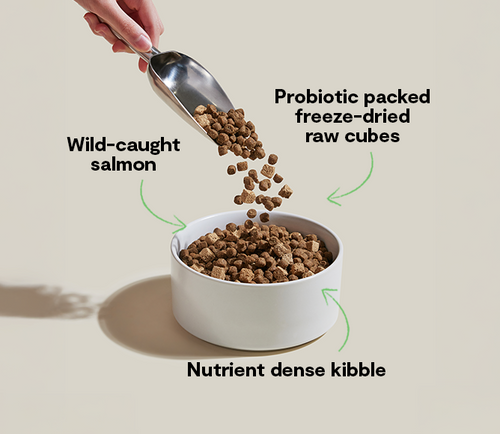 Open Farm GoodGut Wild-Caught Salmon Dog Kibble