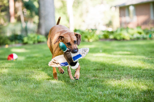 Fluff & Tuff Wally Mallard Dog Toy (Large)